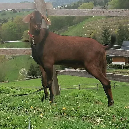 Ranch At Geta