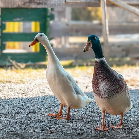 Ranch At Geta Hétvégi ház